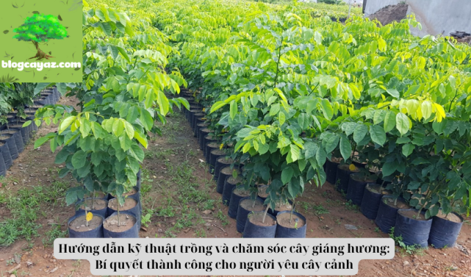 Hướng dẫn kỹ thuật trồng và chăm sóc cây giáng hương: Bí quyết thành công cho người yêu cây cảnh