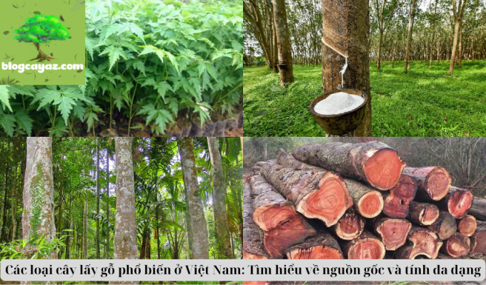 Các loại cây lấy gỗ phổ biến ở Việt Nam: Tìm hiểu về nguồn gốc và tính đa dạng