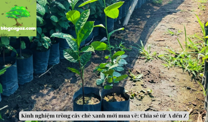 Kinh nghiệm trồng cây chè xanh mới mua về: Chia sẻ từ A đến Z