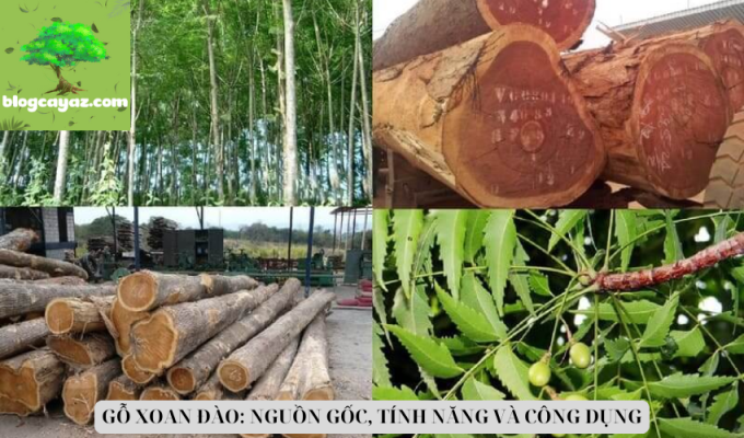 GỖ XOAN ĐÀO: NGUỒN GỐC, TÍNH NĂNG VÀ CÔNG DỤNG