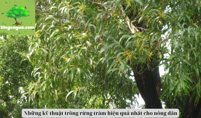 Những kỹ thuật trồng rừng tràm hiệu quả nhất cho nông dân