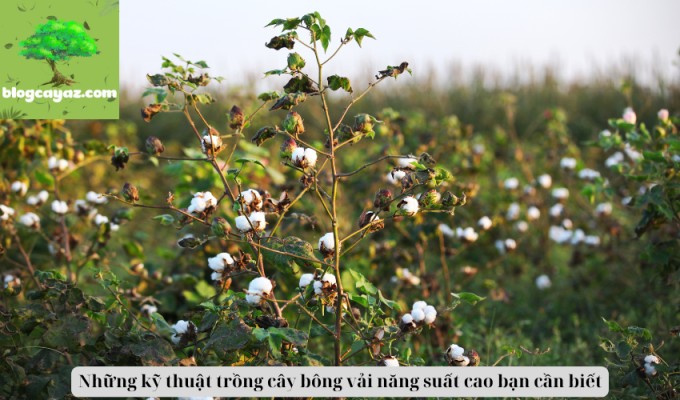 Những kỹ thuật trồng cây bông vải năng suất cao bạn cần biết