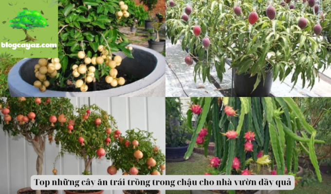 Top những cây ăn trái trồng trong chậu cho nhà vườn đầy quả