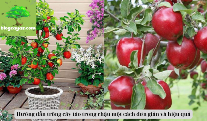 Hướng dẫn trồng cây táo trong chậu một cách đơn giản và hiệu quả