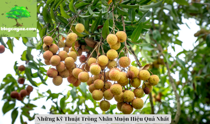 Những Kỹ Thuật Trồng Nhãn Muộn Hiệu Quả Nhất