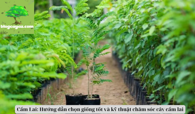 Cẩm Lai: Hướng dẫn chọn giống tốt và kỹ thuật chăm sóc cây cẩm lai