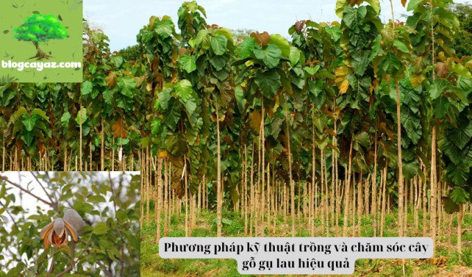 Phương pháp kỹ thuật trồng và chăm sóc cây gỗ gụ lau hiệu quả