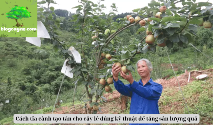 Cách tỉa cành tạo tán cho cây lê đúng kỹ thuật để tăng sản lượng quả