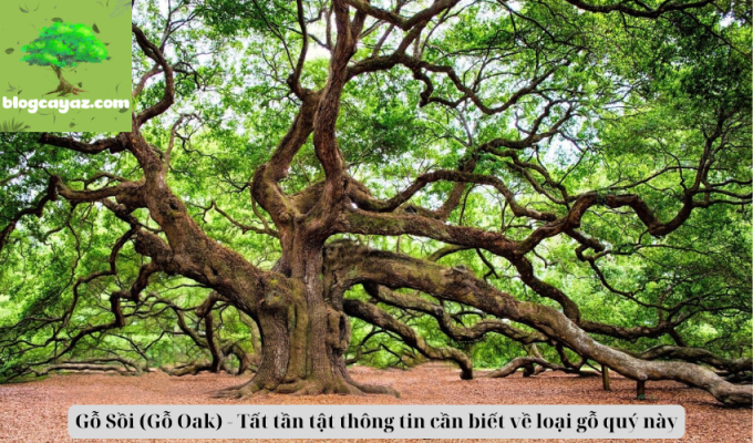 Gỗ Sồi (Gỗ Oak) - Tất tần tật thông tin cần biết về loại gỗ quý này