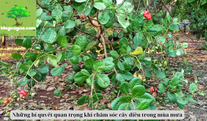 Những bí quyết quan trọng khi chăm sóc cây điều trong mùa mưa