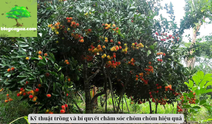 Kỹ thuật trồng và bí quyết chăm sóc chôm chôm hiệu quả