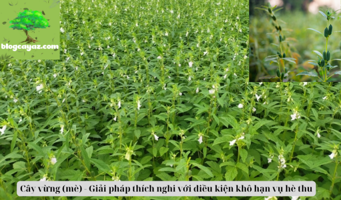 Cây vừng (mè) - Giải pháp thích nghi với điều kiện khô hạn vụ hè thu